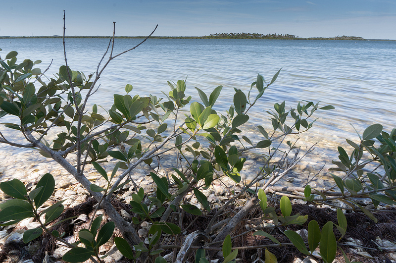 Canaveral National Seashore